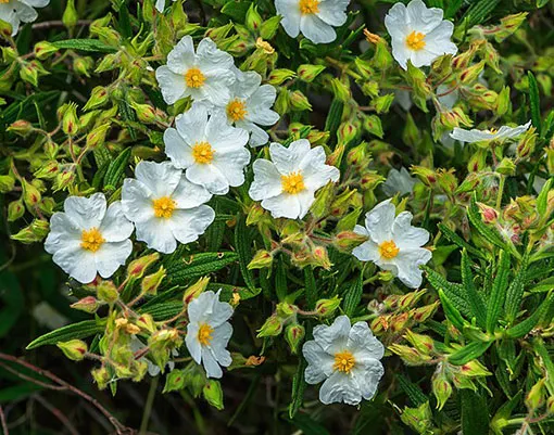 گل رز صخره‌ای (Rock Rose)نام علمی: (Cistus monspeliensis)