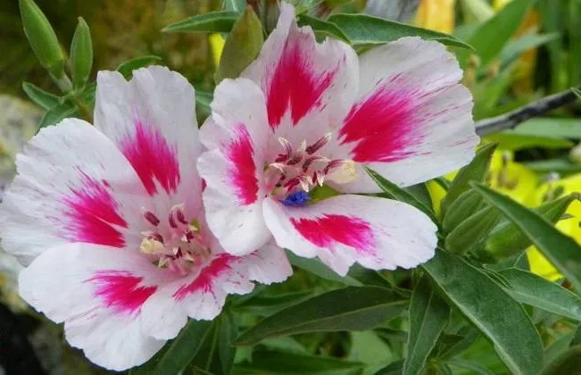 گل ریحانی با نام علمی (Clarkia grandiflora)مجموعه تولیدی سیدوس تولید کننده گلدان پلاستیکی سیدوس