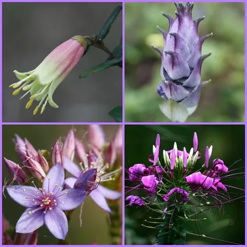 گیاه عنکبوتی (Spider Flower)نام علمی: (Cleome hassleriana)
گلدان پلاستیکی سیدوس,