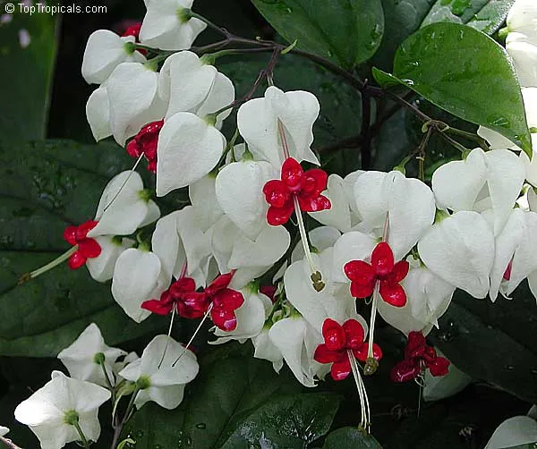 یاس معین التجار یا کلرودندروننام انگلیسی : CLERODENDRUM THOMSONIAE خانواده :   VERBENACEAE  – شاه‌پسند مجموعه تولیدی سیدوس ,تولید کننده گلدان پلاستیکی سیدوس