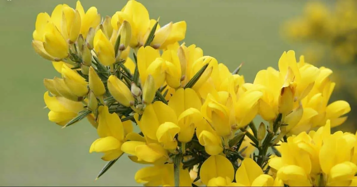 گل اولکس (Common Gorse) نام علمی: (Ulex Europaeus)