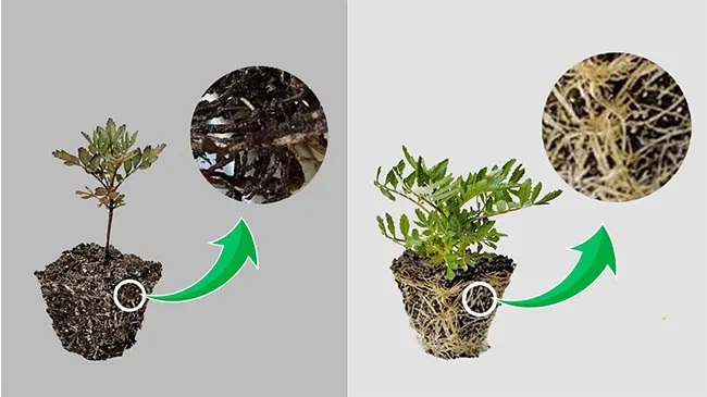پوسیدگی ریشه گیاهان و روش درمانPlant root rot and treatment methods
مجموعه تولیدی سیدوس ,تولید کننده گلدان پلاستیکی سیدوس ,بیش از 120نوع, اعم از گلدان استوانه ای پلاستیکی سیدوس,گلدان الماسی پلاستیکی سیدوس,گلدان مربعی پلاستیکی,گلدان مثلثی پلاستیکی,گلدان گرد پلاستیکی ,باکس مستطیلی,در اندازه های کاکتوسی تا درختچه ای