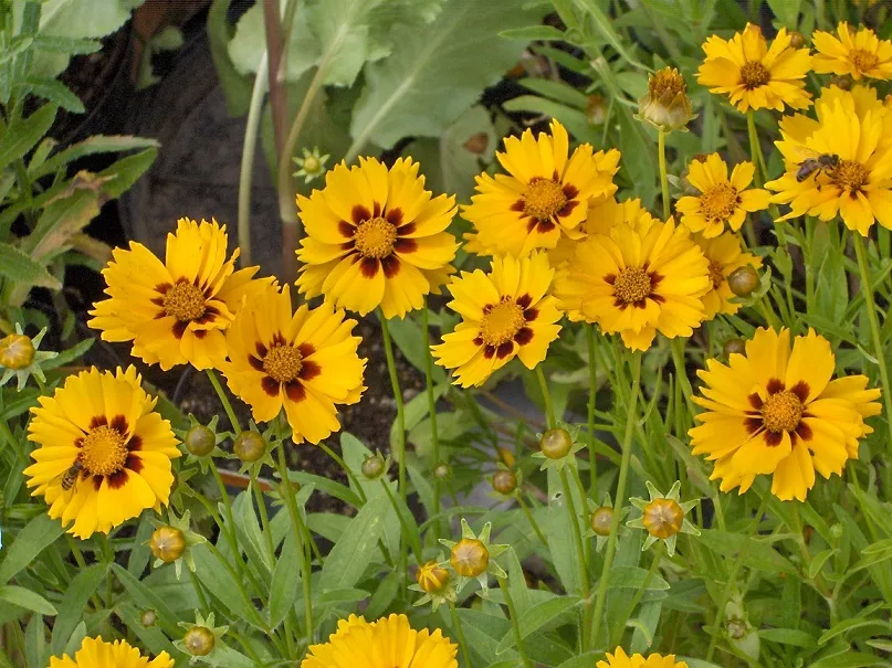 گل های بهاری وتابستانی مناسب باغچه (37گونه)Spring and summer flowers suitable for the garden (37 (species) مجموعه تولیدی سیدوس , تولید کننده گلدان های پلاستیکی سیدوس