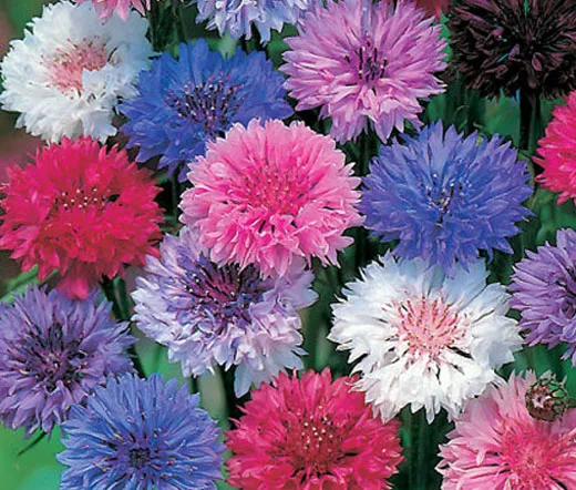گل تکمه‌ای (Bachelors Button)نام علمی: (Centaurea cyanus)