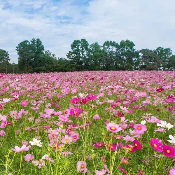 گل ستاره ای با نام لاتین Cosmos sp گیاهی از خانواده Asteraceae یا همان آفتابگردان‌ها است.مجموعه تولیدی سیدوس تولید کننده گلدان پلاستیکی سیدوس sidoos.ir