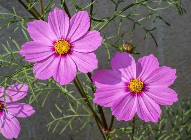 گل ستاره ای با نام لاتین Cosmos sp گیاهی از خانواده Asteraceae یا همان آفتابگردان‌ها است.مجموعه تولیدی سیدوس تولید کننده گلدان پلاستیکی سیدوس sidoos.irA