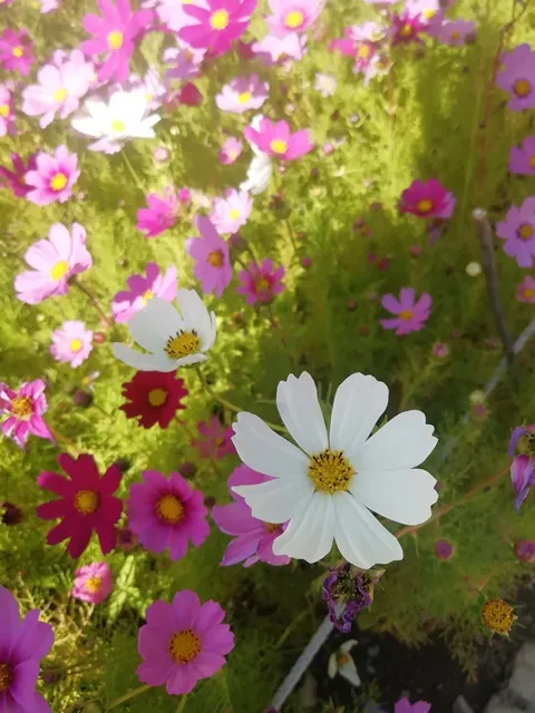 گل شاه اشرفی / گیتی شویدی (Cupcakes White)نام علمی: (Cosmos bipinnatus)