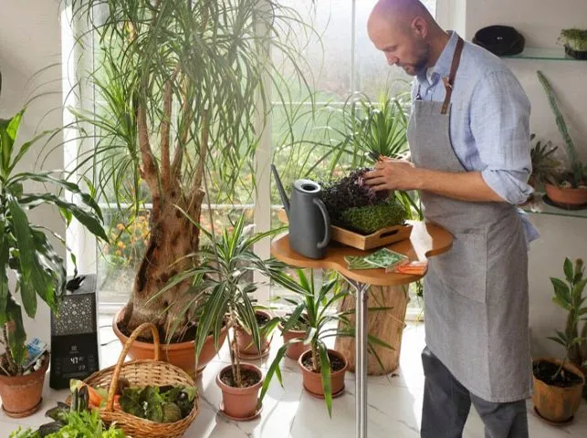 گیاهان آپارتمانی وچیدمان آن در دکوراسیون منزل Houseplants and their arrangement in home decoration مجموعه تولیدی سیدوس, تولید کننده گلدان پلاستیکی سیدوس 