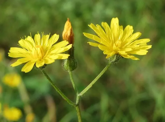 گل ریش قوش طلایی,Crepis aurea,Asteraceae
گل ریش شاهین با ظاهری شبیه قاصدک
مجموعه تولیدی سیدوس ,تولید کننده گلدان پلاستیکی سیدوس