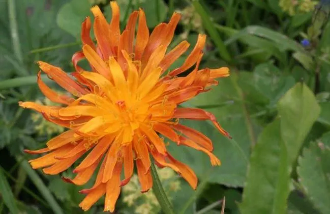 گل ریش قوش طلایی,Crepis aurea,Asteraceae
گل ریش شاهین با ظاهری شبیه قاصدک
مجموعه تولیدی سیدوس ,تولید کننده گلدان پلاستیکی سیدوس