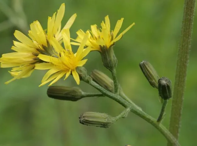 گل ریش قوش طلایی,Crepis aurea,Asteraceae
گل ریش شاهین با ظاهری شبیه قاصدک
مجموعه تولیدی سیدوس ,تولید کننده گلدان پلاستیکی سیدوس