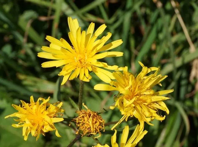 گل ریش قوش طلایی,Crepis aurea,Asteraceae
گل ریش شاهین با ظاهری شبیه قاصدک
مجموعه تولیدی سیدوس ,تولید کننده گلدان پلاستیکی سیدوس