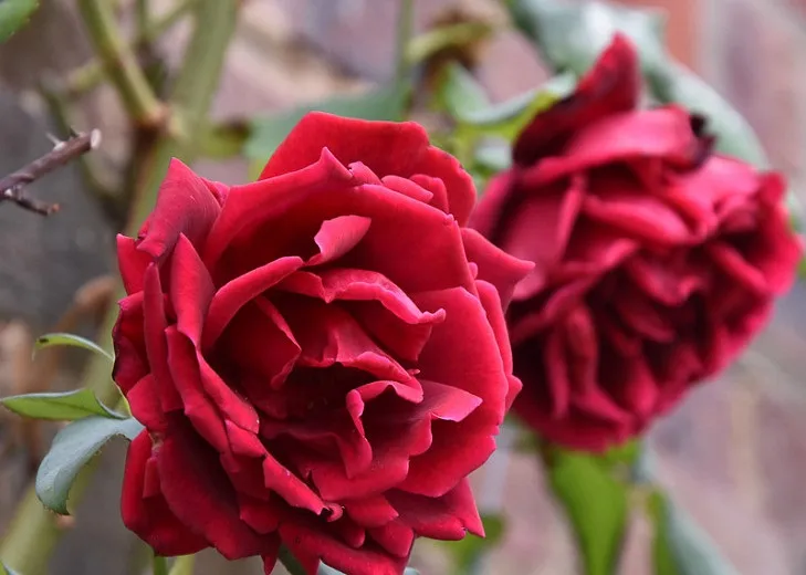گل های رز رونده, Climbing roses (11 types) مجموعه تولیدی سیدوس ,تولید کننده گلدان پلاستیکی سیدوس