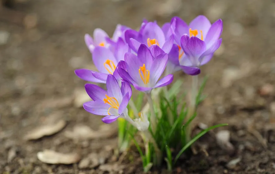 گلهای زیبای بهاری که میتوان در گلدان وباغچه کاشتBeautiful spring flowers that can be planted in pots and gardens مجموعه تولیدی سیدوس ,تولید کننده گلدان پلاستیکی سیدوس ,بیش از 120نوع, اعم از گلدان استوانه ای پلاستیکی سیدوس,گلدان الماسی پلاستیکی سیدوس,گلدان مربعی پلاستیکی,گلدان مثلثی پلاستیکی,گلدان گرد پلاستیکی ,باکس مستطیلی,در اندازه های کاکتوسی تا درختچه ای