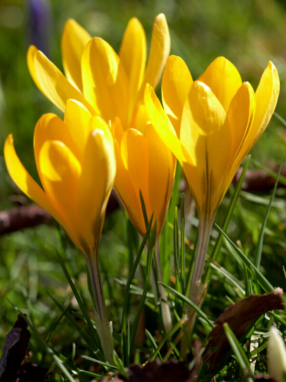زعفران جامه طلائیCrocus angustifolius مجموعه تولیدی سیدوس,تتولید کننده گلدان پلاستیکی سیدوس,