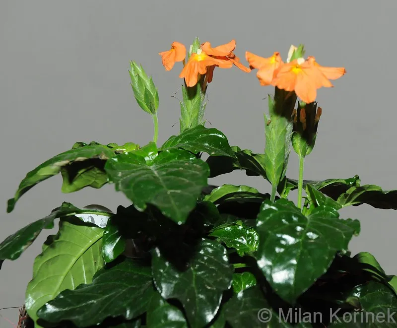 گیاه کروساندرا Crossandra infundibuliformisfirecracker flower گلدان پلاستیکی Plastic pot, plastic vase مجموعه تولیدی سیدوس ,تولید کننده گلدان پلاستیکی سیدوس ,بیش از 120نوع, اعم از گلدان استوانه ای پلاستیکی سیدوس,گلدان الماسی پلاستیکی سیدوس,گلدان مربعی پلاستیکی,گلدان مثلثی پلاستیکی,گلدان گرد پلاستیکی ,باکس مستطیلی,در اندازه های کاکتوسی تا درختچه ای