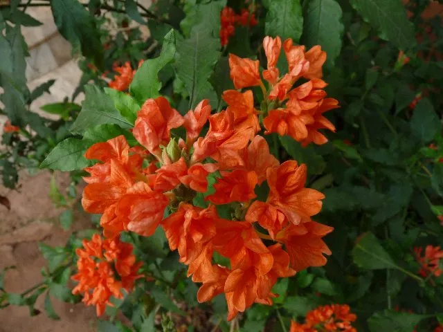گیاه کروساندراCrossandra infundibuliformisfirecracker flower گلدان پلاستیکی Plastic pot, plastic vase مجموعه تولیدی سیدوس ,تولید کننده گلدان پلاستیکی سیدوس ,بیش از 120نوع, اعم از گلدان استوانه ای پلاستیکی سیدوس,گلدان الماسی پلاستیکی سیدوس,گلدان مربعی پلاستیکی,گلدان مثلثی پلاستیکی,گلدان گرد پلاستیکی ,باکس مستطیلی,در اندازه های کاکتوسی تا درختچه ای