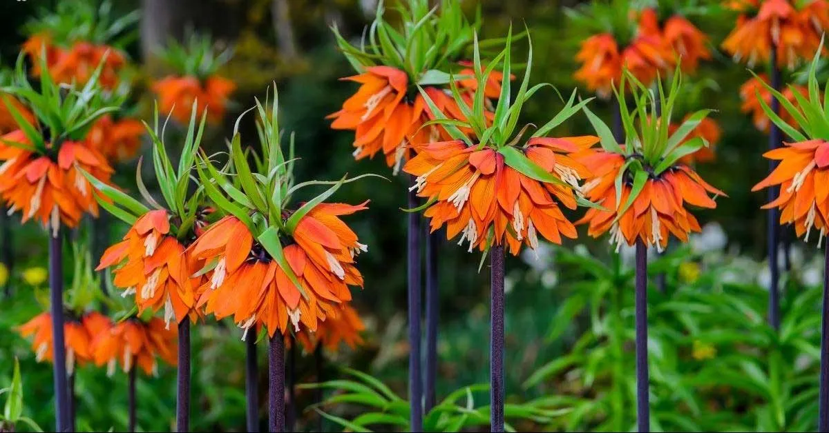 گل امپریال یا فریتیلاریا (Crown Imperial)نام علمی: (Fritillaria imperialis)
