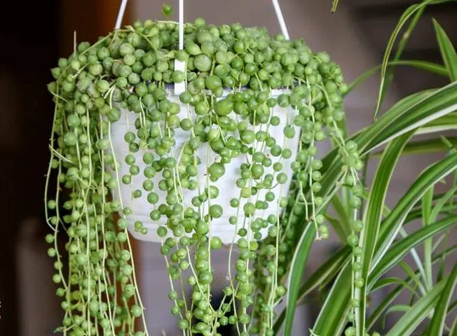 OLYMPUS DIGITAL گل سدوم (گل دم الاغی، گل یخی)SEDUM RUBROTINCTUM CAMERAگلدان پلاستیکی سیدوس