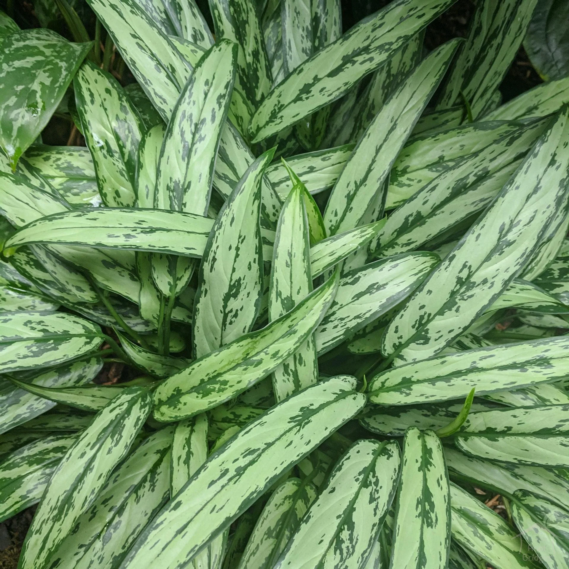 آگلونما کاتلاس یا قمه ای (Aglaonema Cutlass)