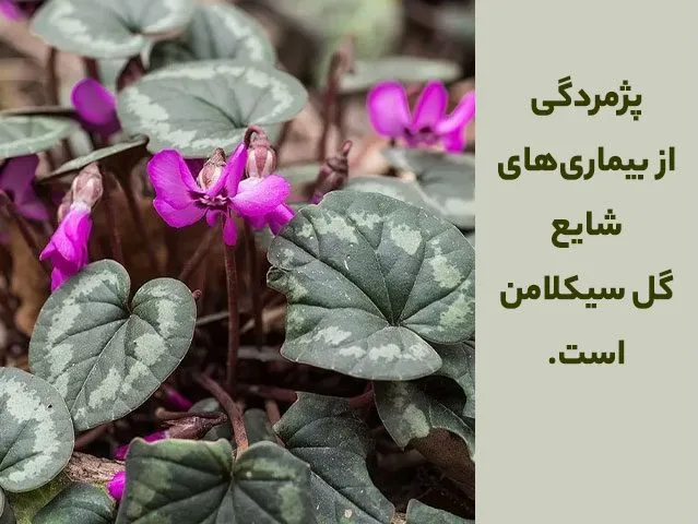 گل سیکلامن ,نگون‌سار، پَنْجهٔ مَرْیَم، بخور مریم  نام یک سرده از گیاهان است. Cyclamen خانواده Primulaceae نام های دیگر نگونسار+ سیکلمه+sometimes مجموعه تولیدی سیدوس ,تولید کننده گلدان پلاستیکی وشیلنگ آب درجه یک