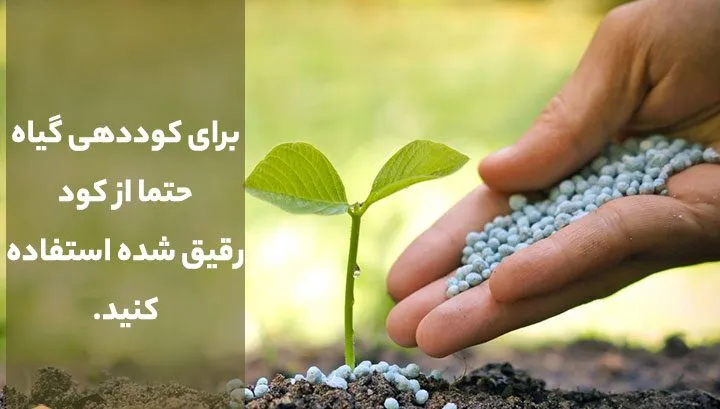 گل سیکلامن ,نگون‌سار، پَنْجهٔ مَرْیَم، بخور مریم  نام یک سرده از گیاهان است. Cyclamenخانواده Primulaceae نام های دیگر نگونسار+ سیکلمه+sometimes مجموعه تولیدی سیدوس ,تولید کننده گلدان پلاستیکی وشیلنگ آب درجه یک