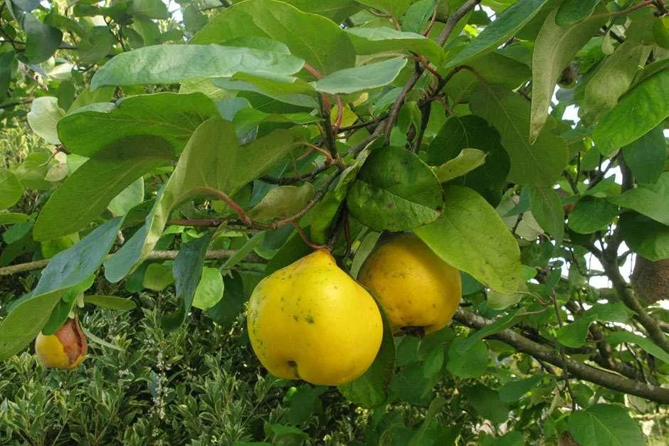  به و خواص شگفت انگیز این میوهCydonia oblonga
مجموعه تولیدی سیدوس ,تولید کننده گلدان پلاستیکی سیدوس ,بیش از 120نوع, اعم از گلدان استوانه ای پلاستیکی سیدوس,گلدان الماسی پلاستیکی سیدوس,گلدان مربعی پلاستیکی,گلدان مثلثی پلاستیکی,گلدان گرد پلاستیکی ,باکس مستطیلی,در اندازه های کاکتوسی تا درختچه ای