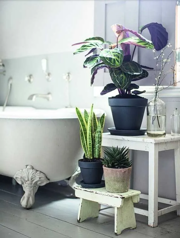 گیاه مناسب دستشویی تاریک و حمامA plant suitable for dark toilets and bathrooms مجموعه تولیدی سیدوس ,تولید کننده گلدان پلاستیکی سیدوس ,بیش از 120نوع, اعم از گلدان استوانه ای پلاستیکی سیدوس,گلدان الماسی پلاستیکی سیدوس,گلدان مربعی پلاستیکی,گلدان مثلثی پلاستیکی,گلدان گرد پلاستیکی ,باکس مستطیلی,در اندازه های کاکتوسی تا درختچه ای