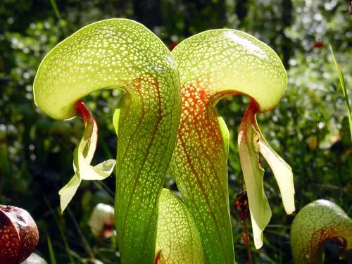 گیاهان گوشتخوار (به انگلیسی: Carnivorous plants )،با فتوسنتز انرژی تولید می‌کنند.مجموعه تولیدی سیدوس ,تولید کننده گلدان پلاستیکی سیدوس ,بیش از 120نوع, اعم از گلدان استوانه ای پلاستیکی سیدوس,گلدان الماسی پلاستیکی سیدوس,گلدان مربعی پلاستیکی,گلدان مثلثی پلاستیکی,گلدان گرد پلاستیکی ,باکس مستطیلی,در اندازه های کاکتوسی تا درختچه ای