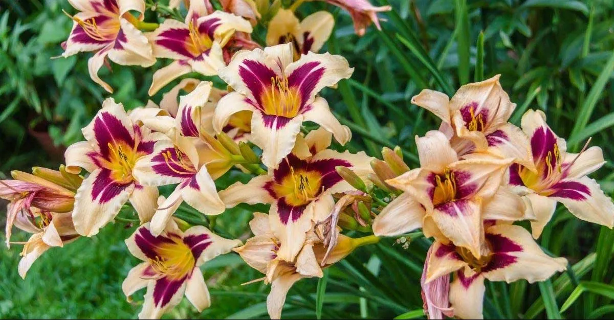 گل زنبق وحشی /زنبق رشتی /سوسن یکروزه (Day Lily)نام علمی: (Hemerocallis)