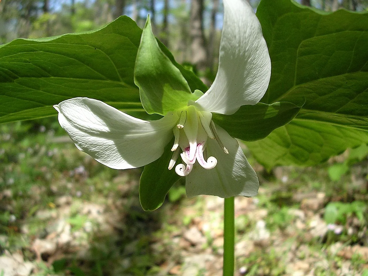 گل تریلیوم (Nodding Wakerobin)نام علمی: (Trillium flexipes)