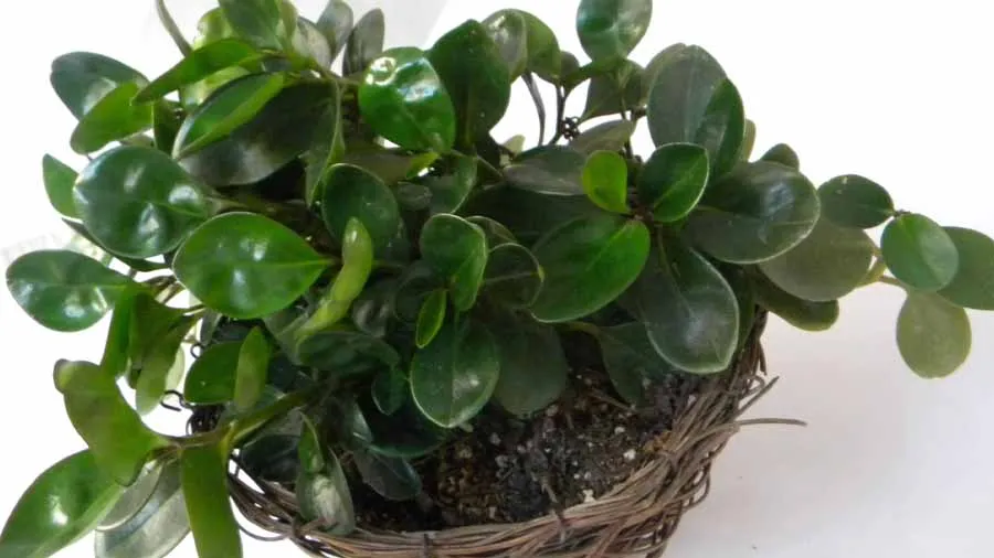 گل قاشقیDesert privet
سیدوس تولید کننده گلدان پلاستیکی سیدوس