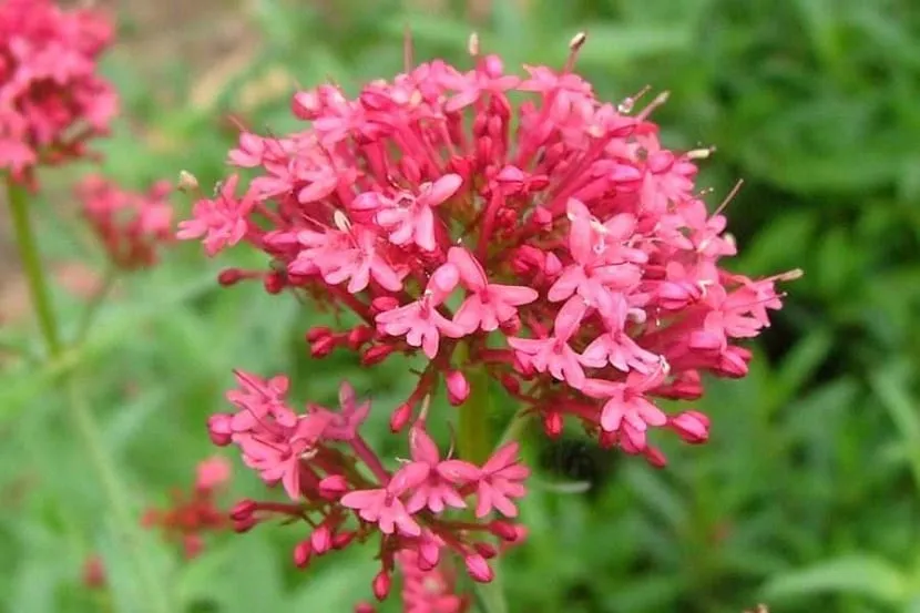 گیاه والرین قرمز / گل والرین کاذب قرمز/ گل سنبل طیب قرمز (Red Valerian)نام علمی: (Centranthus ruber)