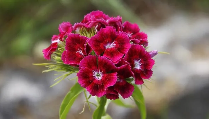 گل قرنفل carnation flower Caryophylaceae