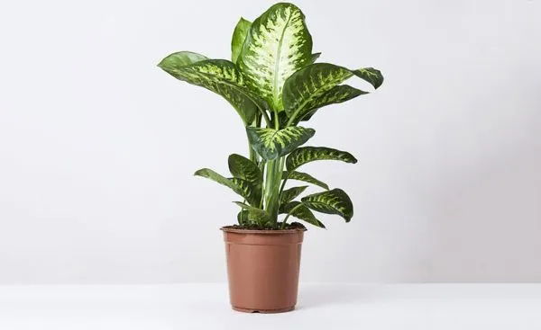 دیفن باخیا Dieffenbachia مجموعه تولیدی سیدوس , تولید کننده گلدان پلاستیکی سیدوس