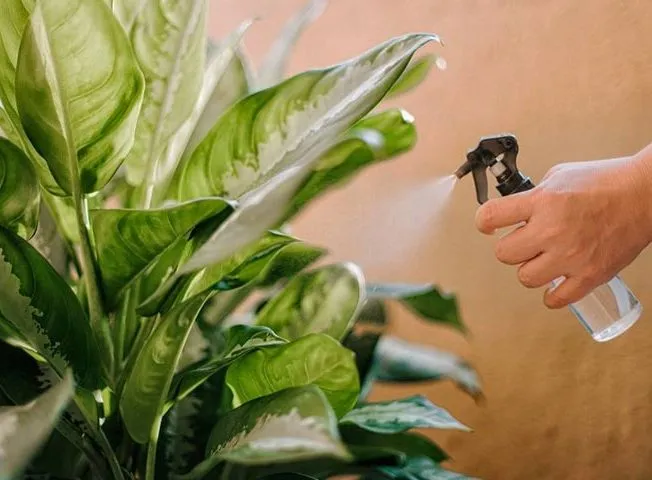 دیفن باخیا و تکثیر ۴ گونه معروف Dieffenbachia and reproduction of 4 famous species مجموعه تولیدی سیدوس تولید کننده 120نوع گلدان پلاستیکی