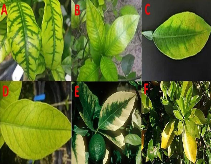 کمبود آهن در گیاه وعلائم آنIron-deficiency-in-plants-and-its-symptoms
مجموعه تولیدی سیدوس تولید کننده گلدان پلاستیکی سیدوس