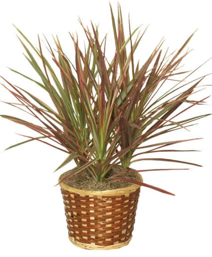 dracena