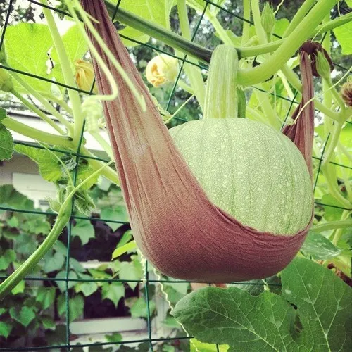 ساخت لوازم باغبانی ارزان با ایده های خلاقانه<br />
Making cheap gardening tools with creative ideas<br />
مجموعه تولیدی سیدوس ,تولید کننده گلدان پلاستیکی سیدوس ,بیش از 120نوع, اعم از گلدان استوانه ای پلاستیکی سیدوس,گلدان الماسی پلاستیکی سیدوس,گلدان مربعی پلاستیکی,گلدان مثلثی پلاستیکی,گلدان گرد پلاستیکی ,باکس مستطیلی,در اندازه های کاکتوسی تا درختچه ای