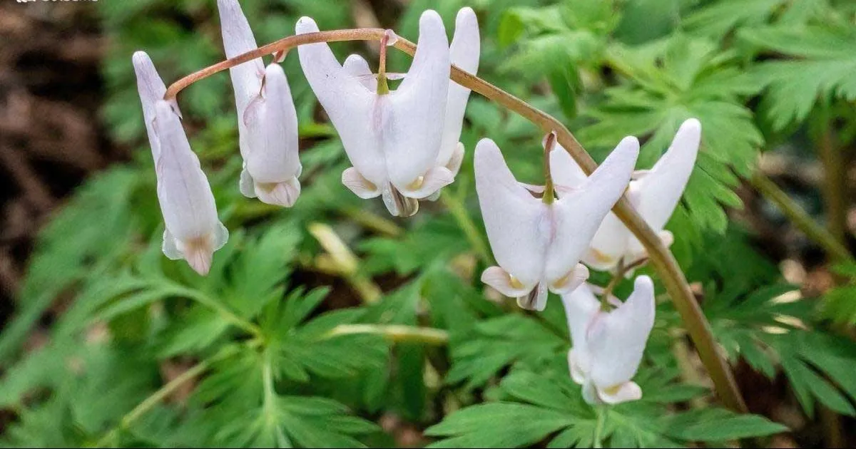 گل شب بوی زرد (Dutchmans Breeches)نام علمی: (Dicentra cucullaria)