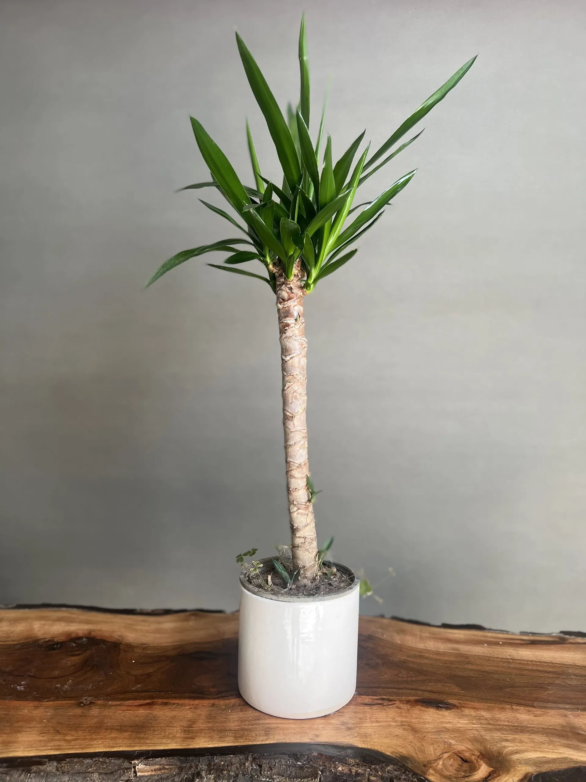 نخل آپارتمانی یوکاYucca houseplant مجموعه تولیدی سیدوس ,تولید کننده گلدان پلاستیکی سیدوس ,بیش از 120نوع, اعم از گلدان استوانه ای پلاستیکی سیدوس,گلدان الماسی پلاستیکی سیدوس,گلدان مربعی پلاستیکی,گلدان مثلثی پلاستیکی,گلدان گرد پلاستیکی ,باکس مستطیلی,در اندازه های کاکتوسی تا درختچه ای