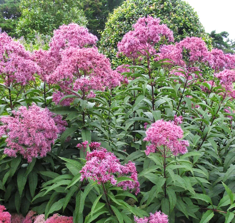 گل اوپاتوریومEupatorium Purpureum“
مجموعه تولیدی سیدوس تولید کننده گلدان پلاستیکی سیدوس