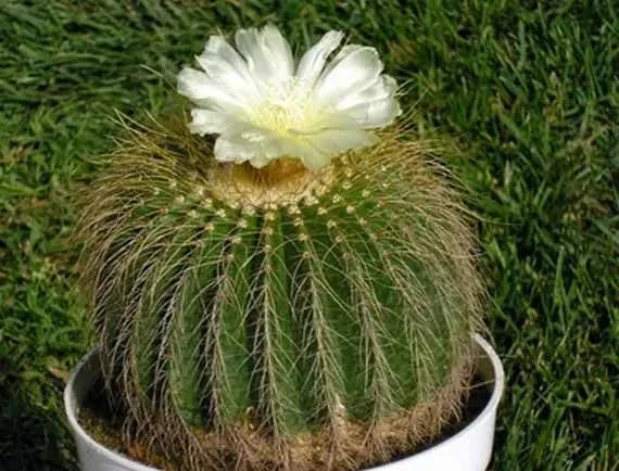 کاکتوس‌های بدون تیغ Cactuses without thorns گلدان پلاستیکی Plastic pot, plastic vase مجموعه تولیدی سیدوس ,تولید کننده گلدان پلاستیکی سیدوس ,بیش از 120نوع, اعم از گلدان استوانه ای پلاستیکی سیدوس,گلدان الماسی پلاستیکی سیدوس,گلدان مربعی پلاستیکی,گلدان مثلثی پلاستیکی,گلدان گرد پلاستیکی ,باکس مستطیلی,در اندازه های کاکتوسی تا درختچه ای