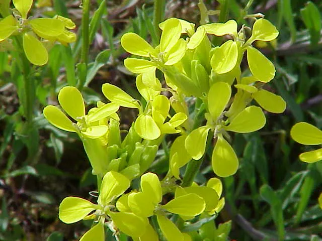 خاکشیر تلخ (نام علمی: Erysimum) (نام علمی: Cheiranthus) نام یک سرده از تیره شب‌بویان است. به این سرده از گیاهان شب بوی خیری، خیری و گیاسنگ هم گفته‌اند.