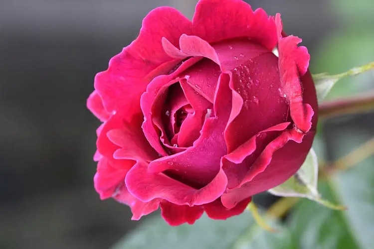 گل های رز رونده, Climbing roses (11 types) مجموعه تولیدی سیدوس ,تولید کننده گلدان پلاستیکی سیدوس