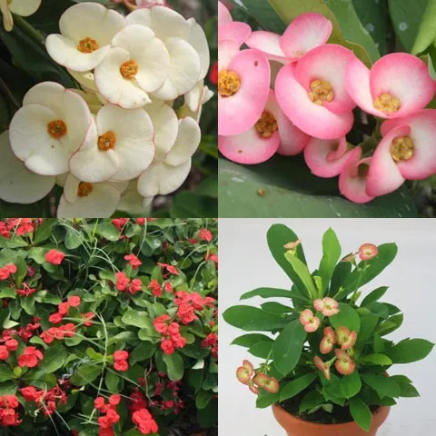 گل های بهاری وتابستانی مناسب باغچه (37گونه)Spring and summer flowers suitable for the garden (37 (species) مجموعه تولیدی سیدوس , تولید کننده گلدان های پلاستیکی سیدوس