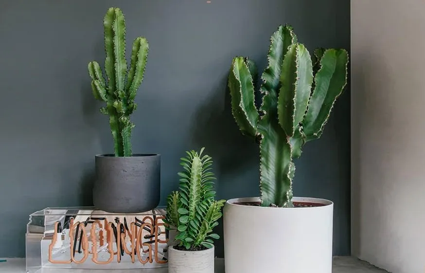 گیاه افوربیا در گلدان پلاستیکی سیدوسeuphorbia-plant-in-a-plastic-sidoos-pot
گلدان پلاستیکی  Plastic pot,  plastic vase مجموعه تولیدی سیدوس ,تولید کننده گلدان پلاستیکی سیدوس ,بیش از 120نوع, اعم از گلدان استوانه ای پلاستیکی سیدوس,گلدان الماسی پلاستیکی سیدوس,گلدان مربعی پلاستیکی,گلدان مثلثی پلاستیکی,گلدان گرد پلاستیکی ,باکس مستطیلی,در اندازه های کاکتوسی تا درختچه ای