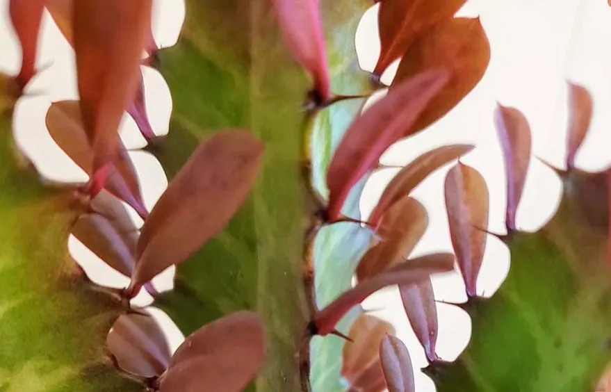 کاکتوس افوربیا زیباBeautiful Euphorbia cactus
مجموعه تولیدی سیدوس ,تولید کننده گلدان پلاستیکی سیدوس ,بیش از 120نوع, اعم از گلدان استوانه ای پلاستیکی سیدوس,گلدان الماسی پلاستیکی سیدوس,گلدان مربعی پلاستیکی,گلدان مثلثی پلاستیکی,گلدان گرد پلاستیکی ,باکس مستطیلی,در اندازه های کاکتوسی تا درختچه ای

<p>اقتباس:سایر</p>

<p>تدوین:مینو غفوری ساداتیه</p>

<p>آدرس اینستاگرام:gooldono.stand.sidoos@</p>

<p>تلفن:09308743868