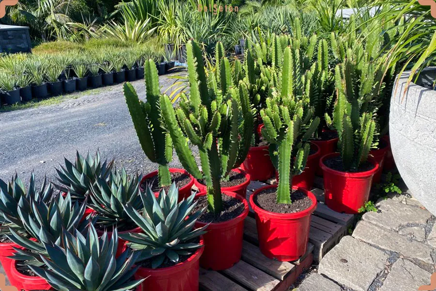 کاکتوس افوربیا زیباBeautiful Euphorbia cactus
مجموعه تولیدی سیدوس ,تولید کننده گلدان پلاستیکی سیدوس ,بیش از 120نوع, اعم از گلدان استوانه ای پلاستیکی سیدوس,گلدان الماسی پلاستیکی سیدوس,گلدان مربعی پلاستیکی,گلدان مثلثی پلاستیکی,گلدان گرد پلاستیکی ,باکس مستطیلی,در اندازه های کاکتوسی تا درختچه ای
