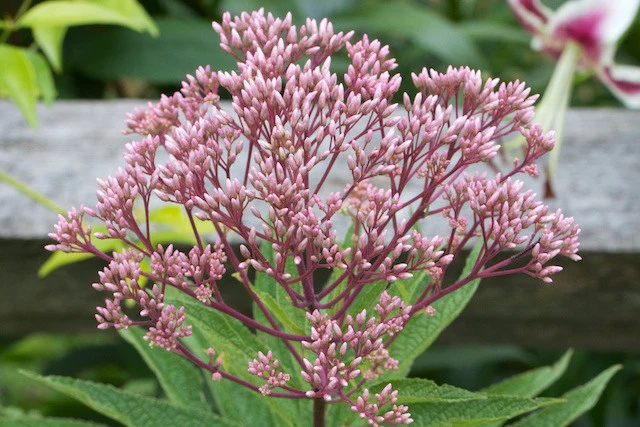 گل اوپاتوریومEupatorium Purpureum“
مجموعه تولیدی سیدوس تولید کننده گلدان پلاستیکی سیدوس